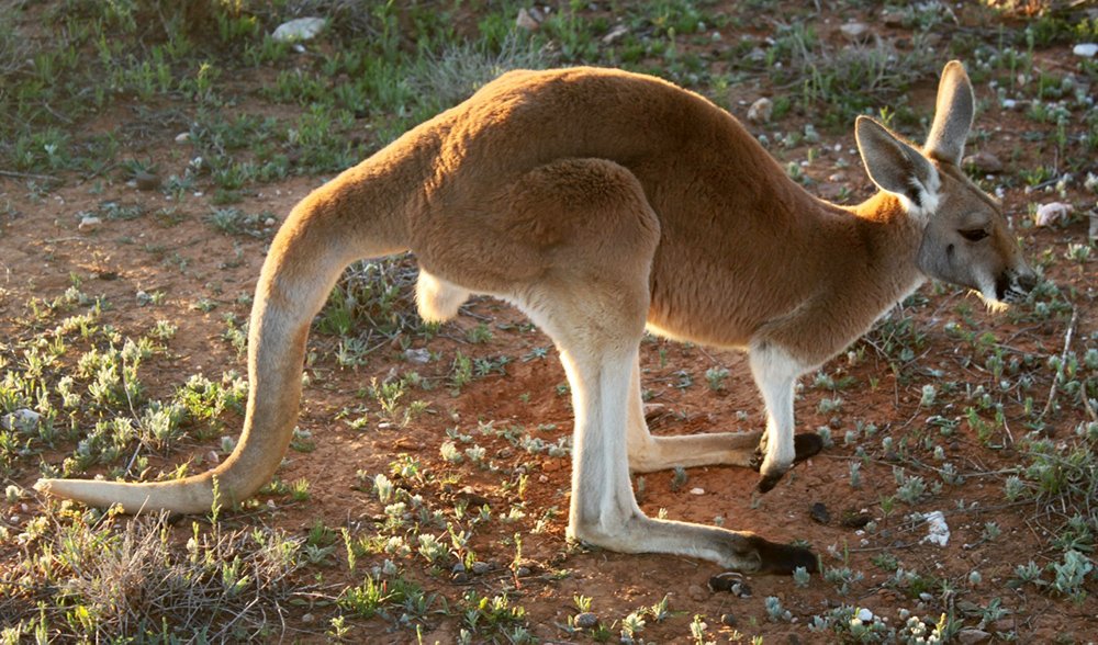 Kangaroos use tail like a leg to walk - Australian Geographic