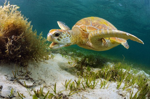 Cells act as early danger alarm for marine wildlife - Australian