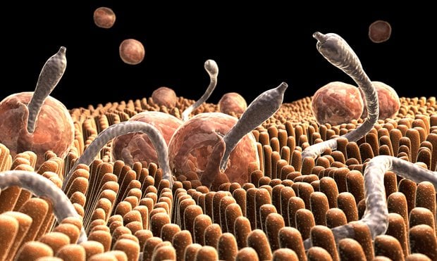 Image result for parasites
