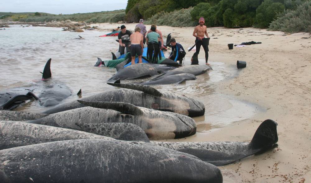 Why do whales beach themselves? We're partially to blame.