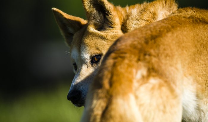 Outcast the plight of the dingo Biology Diagrams