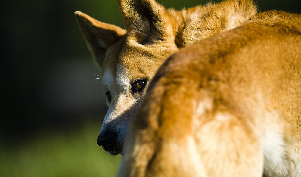 Dingo  National Geographic