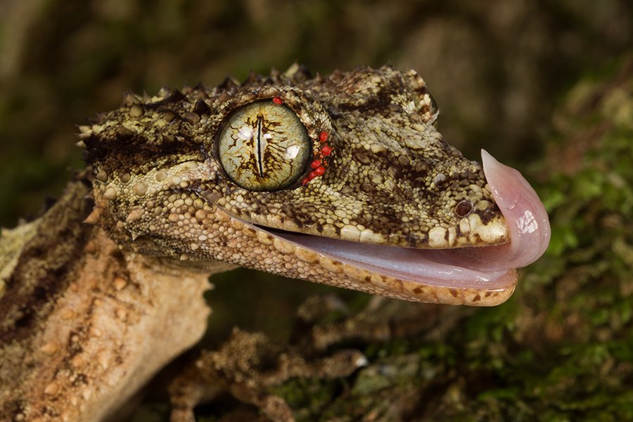 Hewan-Hewan Ini Memiliki Mata Yang Sangat Menakjubkan 5 Jules Farquhar Southern Leaf tailed Gecko Saltuarius swaini 3170 WEB