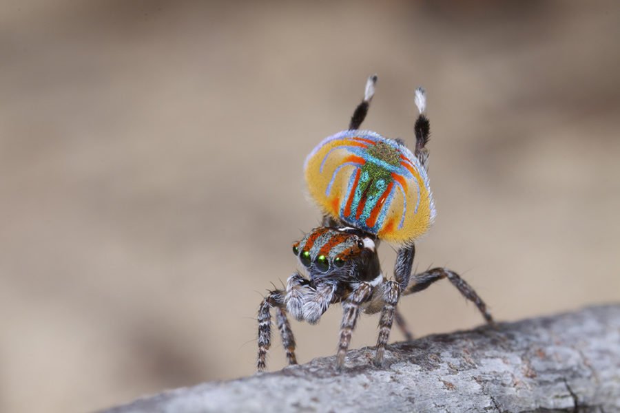 Seven new species of Australia's colourful 'dancing' peacock spider  discovered - ABC News