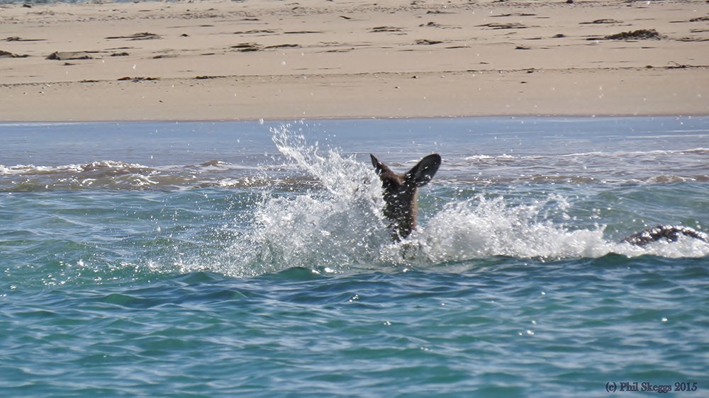 Kangaroo takes a swim past paddlers Australian Geographic