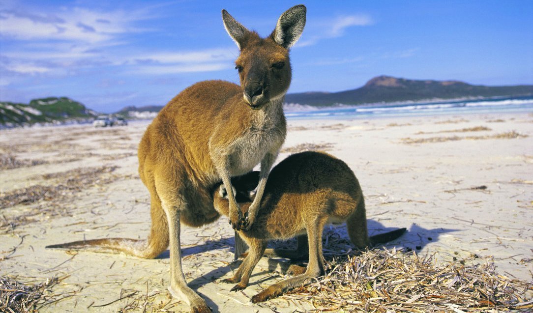 Female kangaroo and her joey on the beach