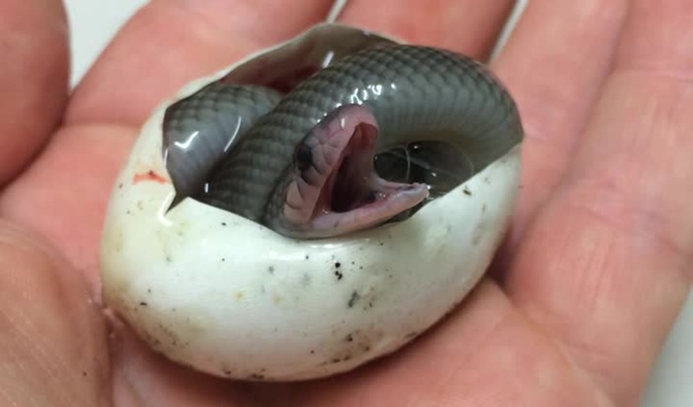 Watch a king brown snake take its first breath