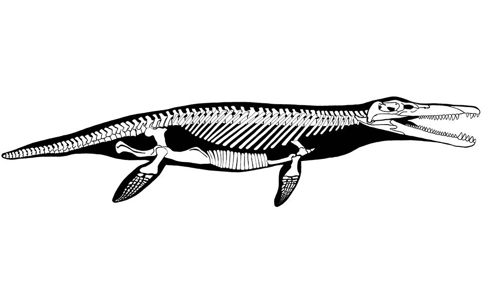 Prehistoric marine creatures: monsters of the deep - Australian Geographic Prehistoric marine creatures: monsters of the deep - Australian Geographic