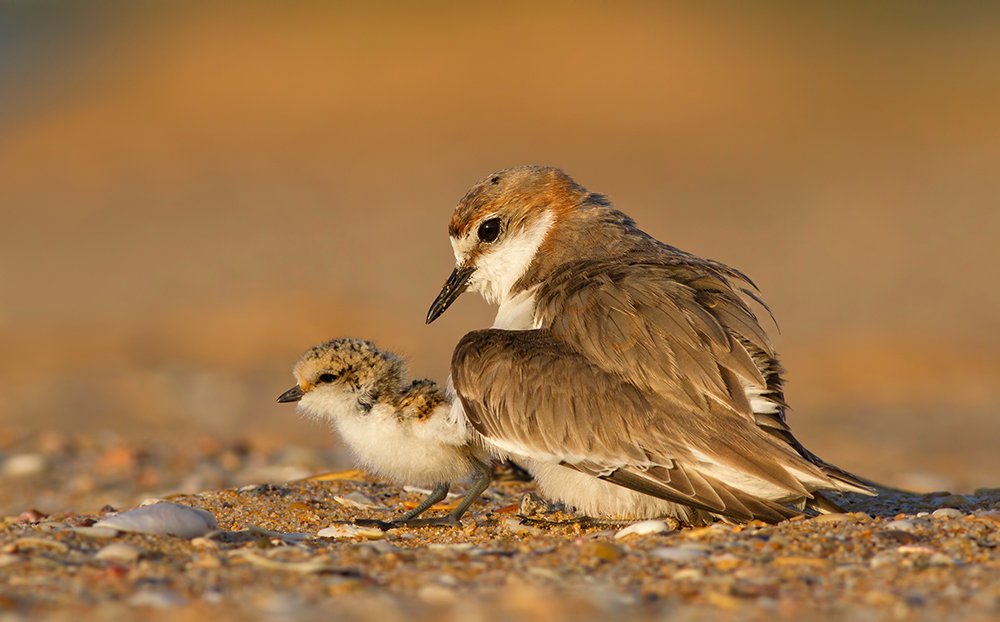 Mother plover Australian Geographic