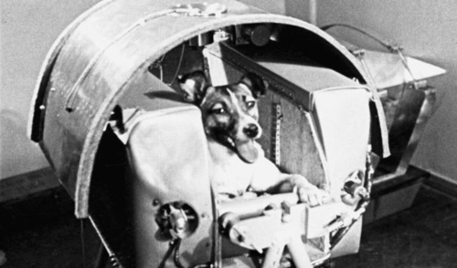 What Happened To Laika, The First Space Dog — A Sacrifice To