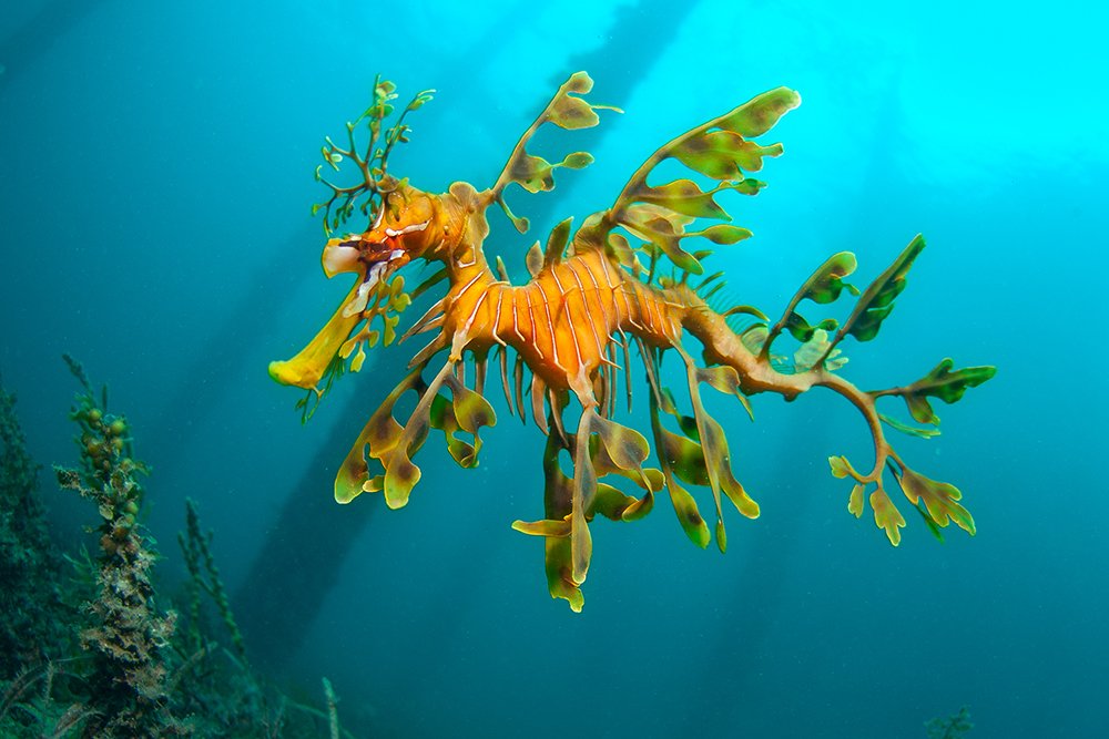 Image result for leafy sea dragon