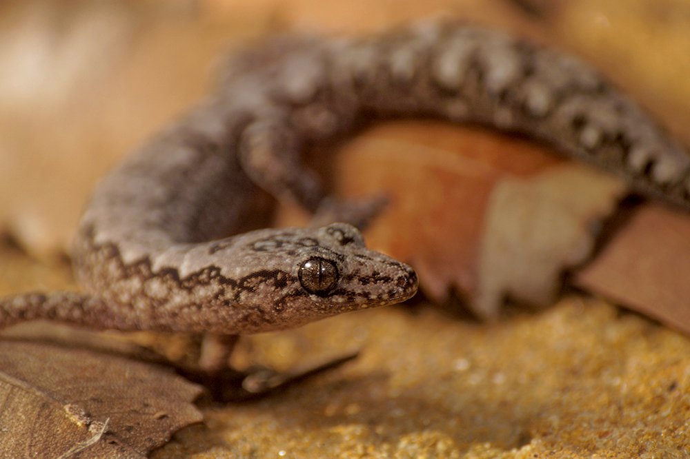 Lesueurs velvet gecko Australian Geographic