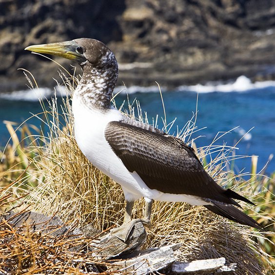 Gallery Birds of Lord Howe Island Australian Geographic