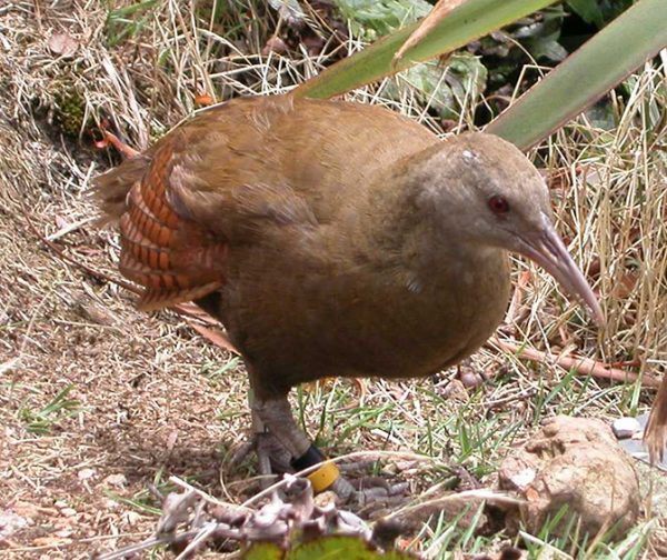Gallery Birds of Lord Howe Island Australian Geographic