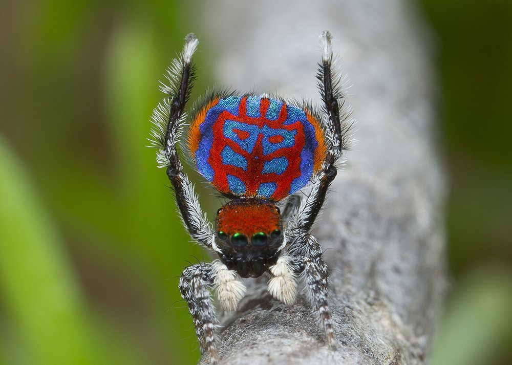 7 new species of peacock spider discovered - Australian Geographic