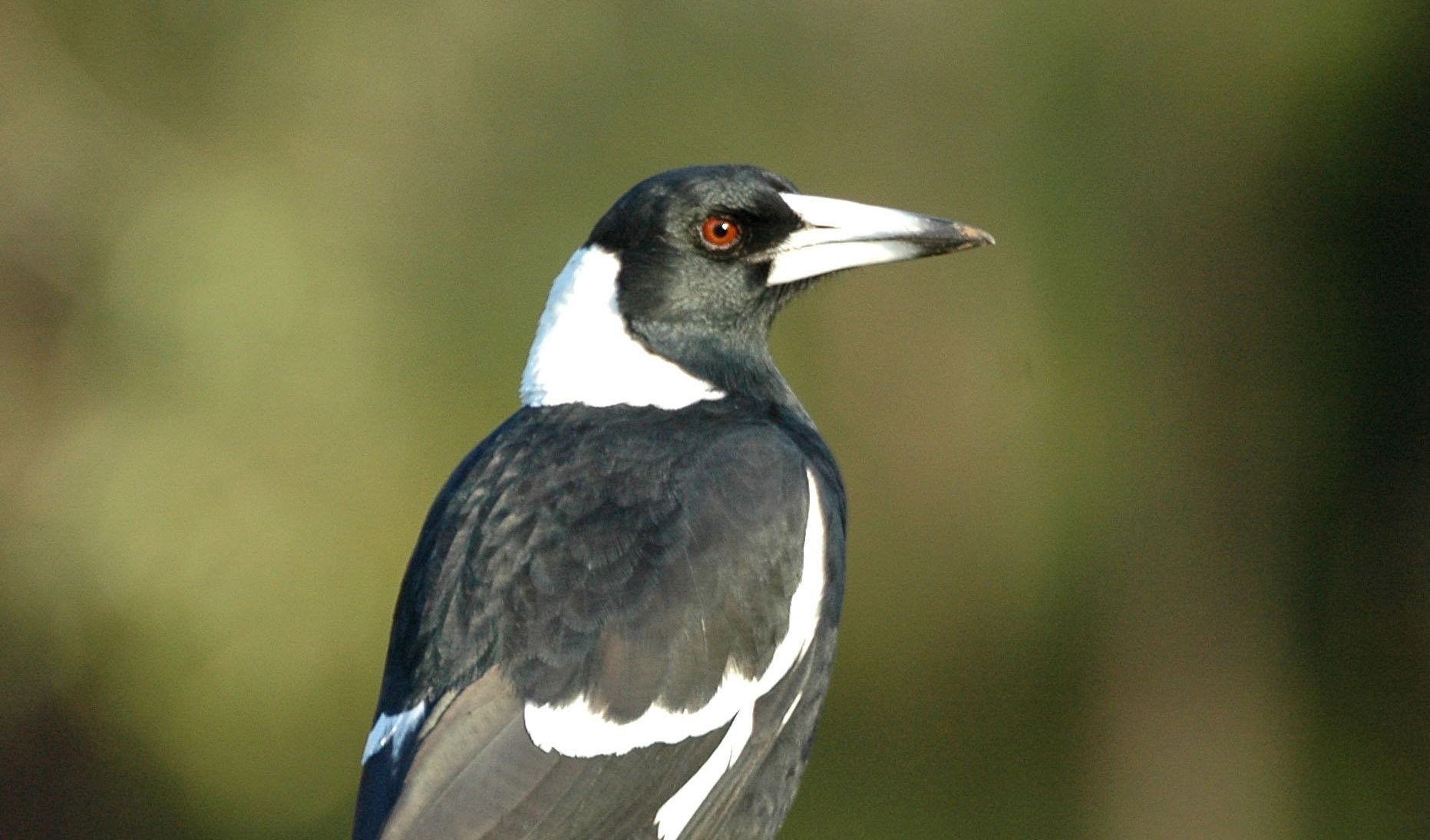 uld træthed dedikation Feathered geniuses: birds are much smarter than we think