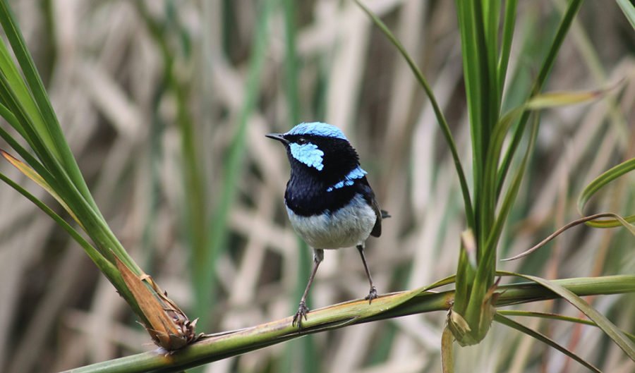 A male superb fairy-wren (Malurus cyaneus) on a reed