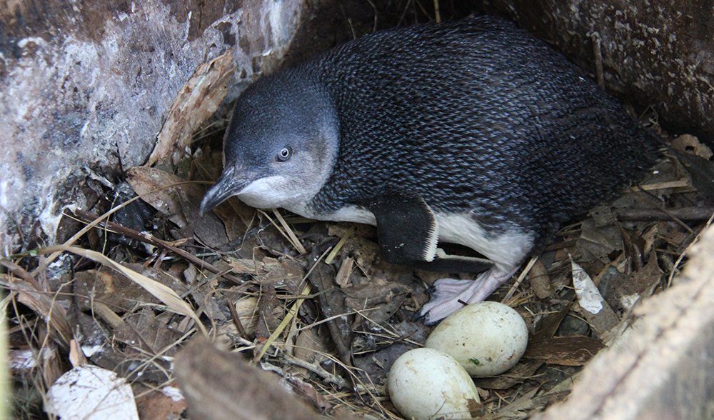 Little Blue (Fairy) Penguin, Online Learning Center