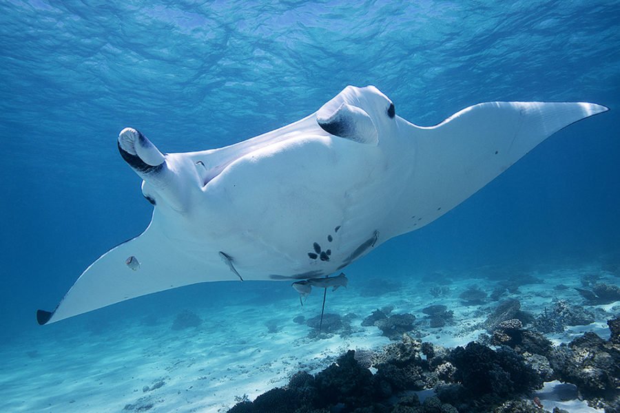 manta ray Archives - Australian Geographic