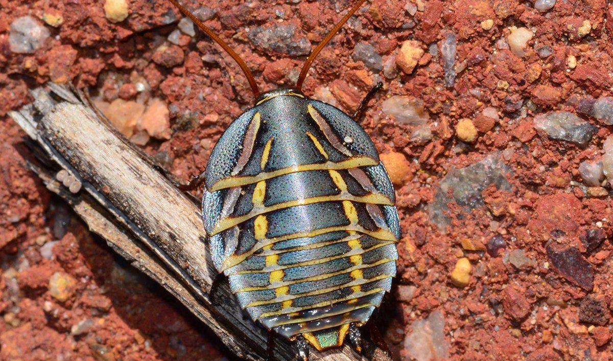 Our native cockroaches are beautiful - Australian Geographic Our native cockroaches are beautiful - Australian Geographic