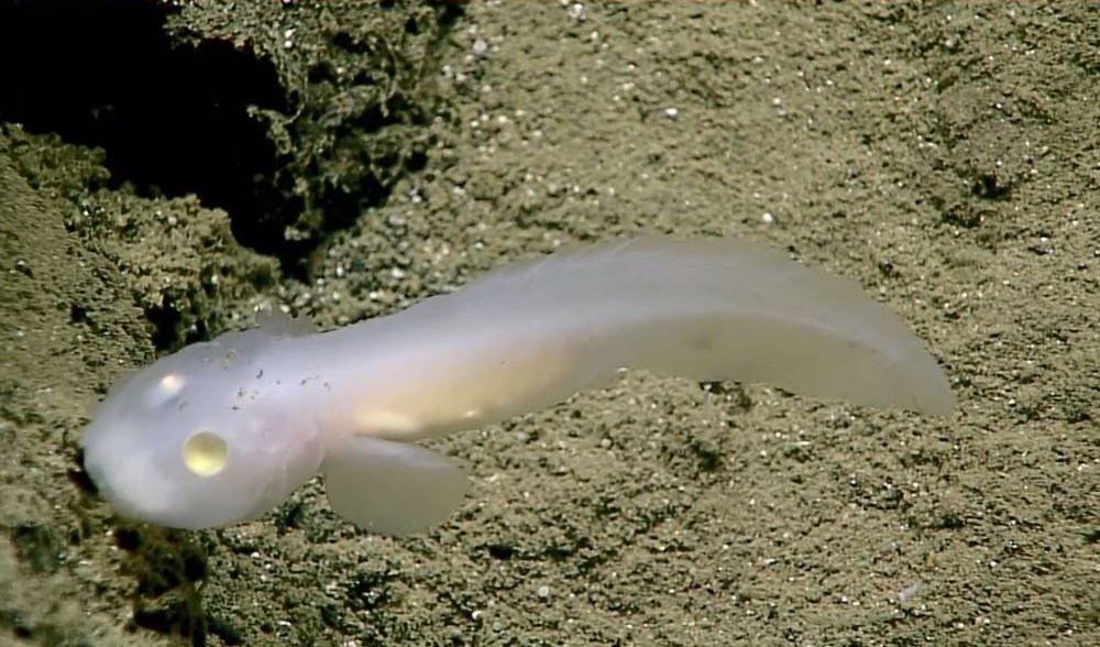VIDEO: Transparent, ghost-like fish found deep within Marianas Trench -  Australian Geographic