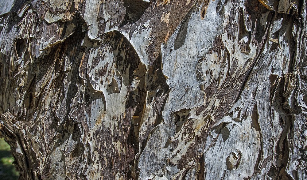 Top 3 Health And Healing Benefits Of Eucalyptus Honey And Oil