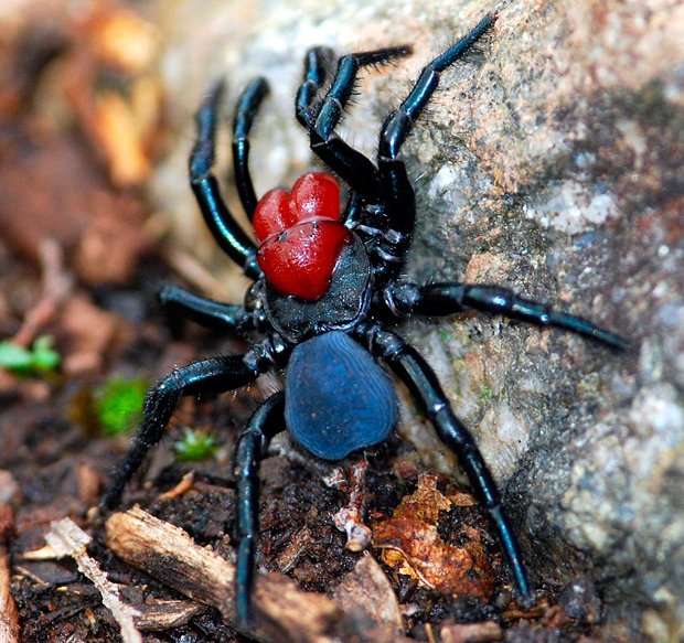 Gallery 10 Most Dangerous Spiders In Australia Australian Geographic