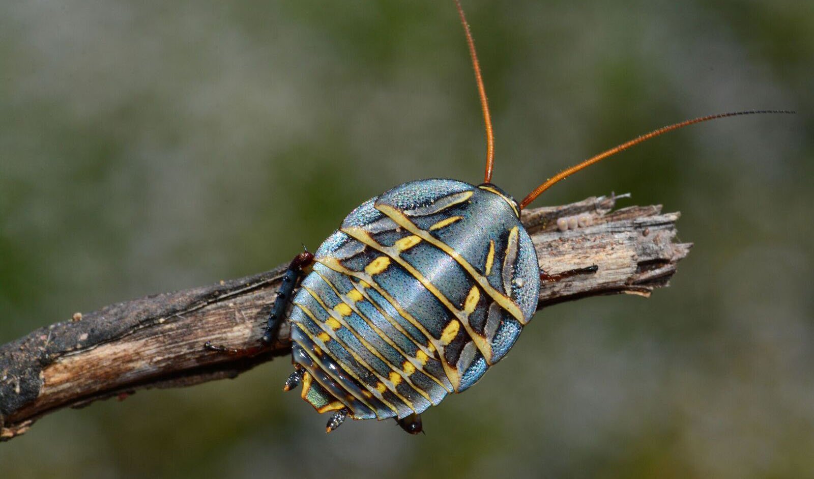 radius fange Distill Photographing WA's colourful insects - Australian Geographic