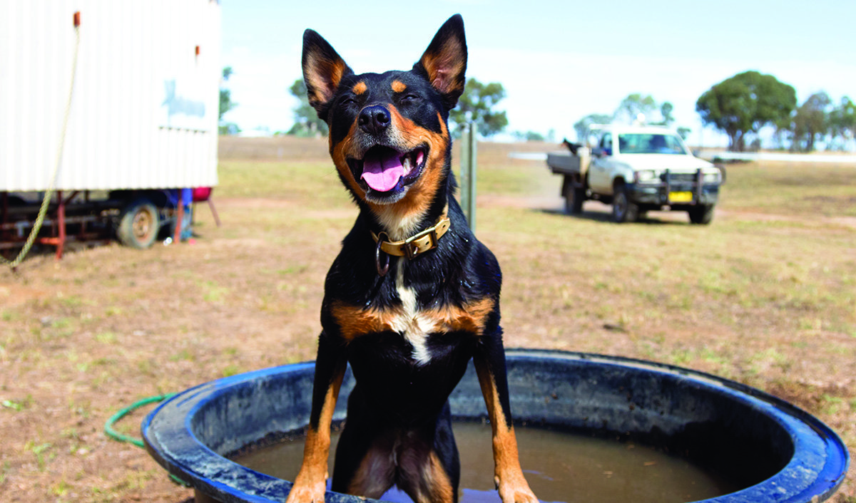 kelpie dogs as pets