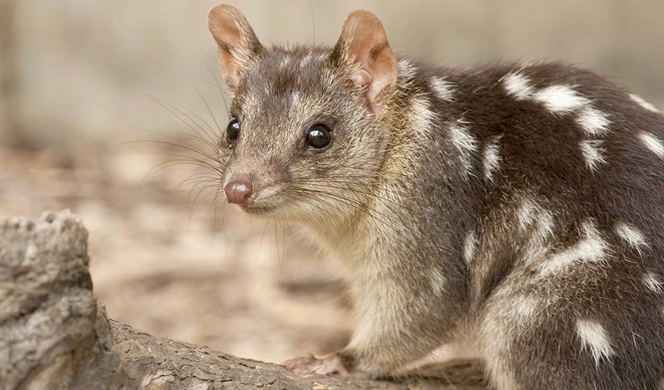 Bad news for Australian mammal extinction - Australian Geographic