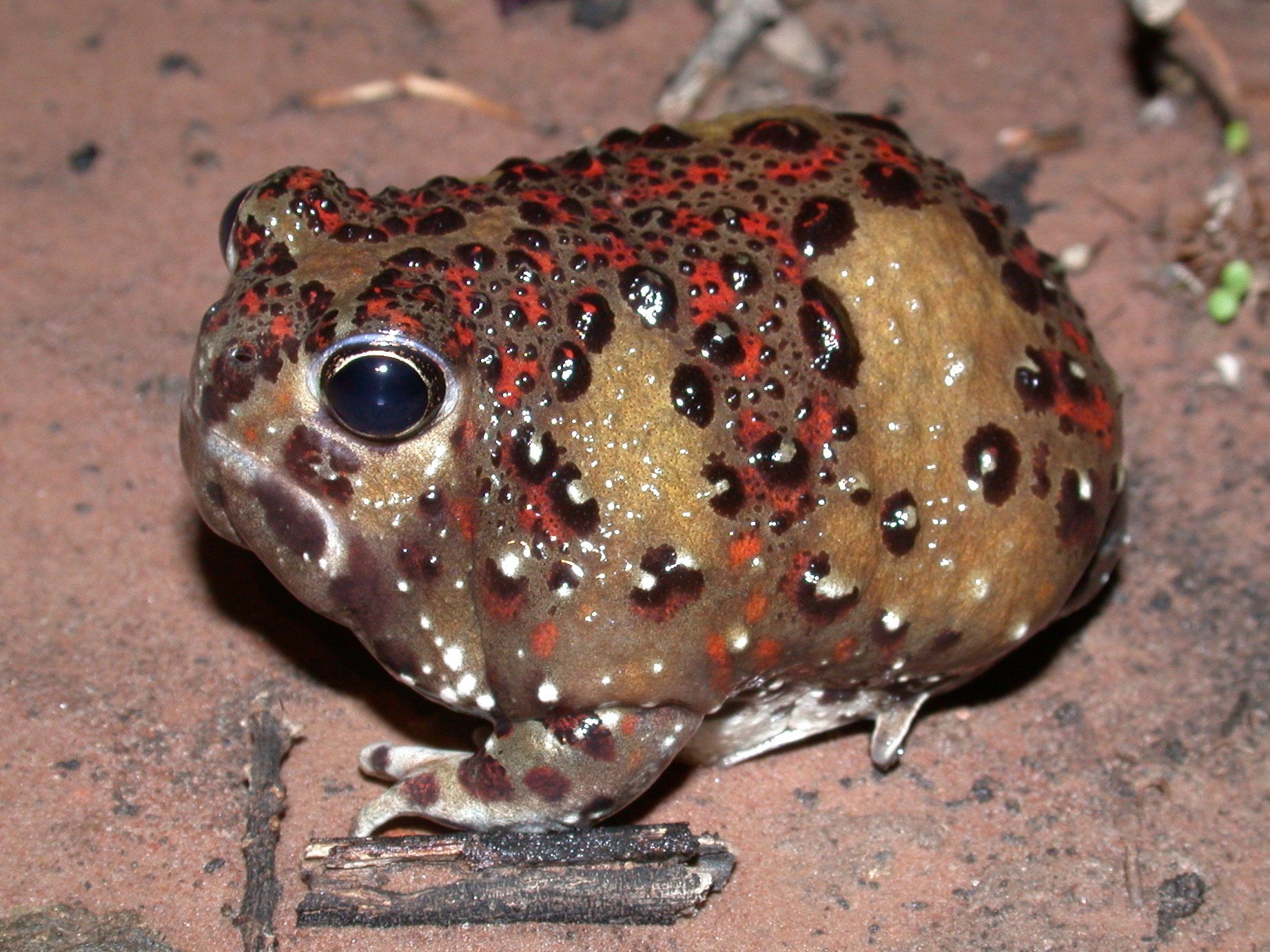 Meet Australia's desert-dwelling frogs - Australian Geographic
