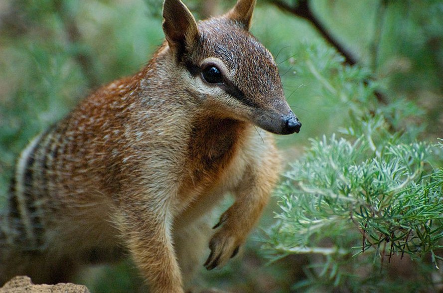 GALLERY: Numbats, tiny tigers of Australia - Australian Geographic GALLERY: Numbats, tiny tigers of Australia - Australian Geographic