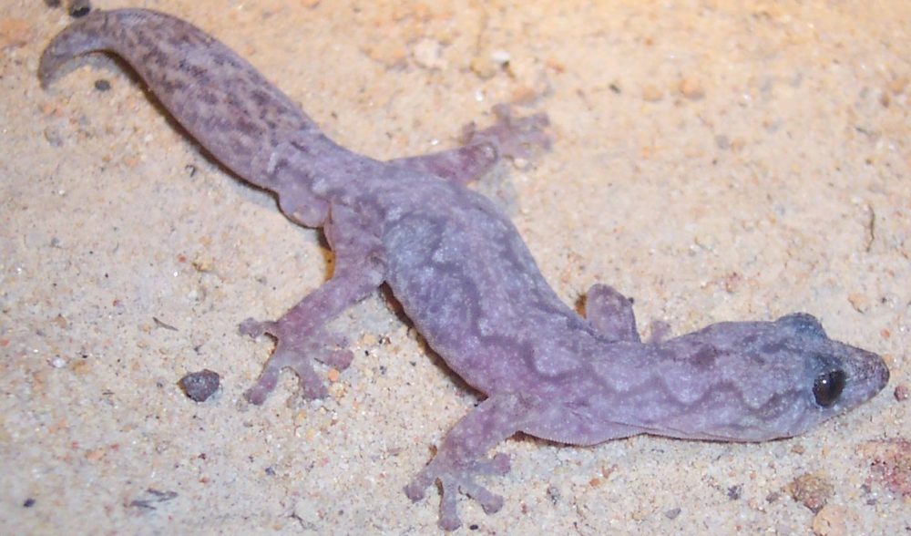 As temperatures rise, baby geckos are more at risk Australian Geographic