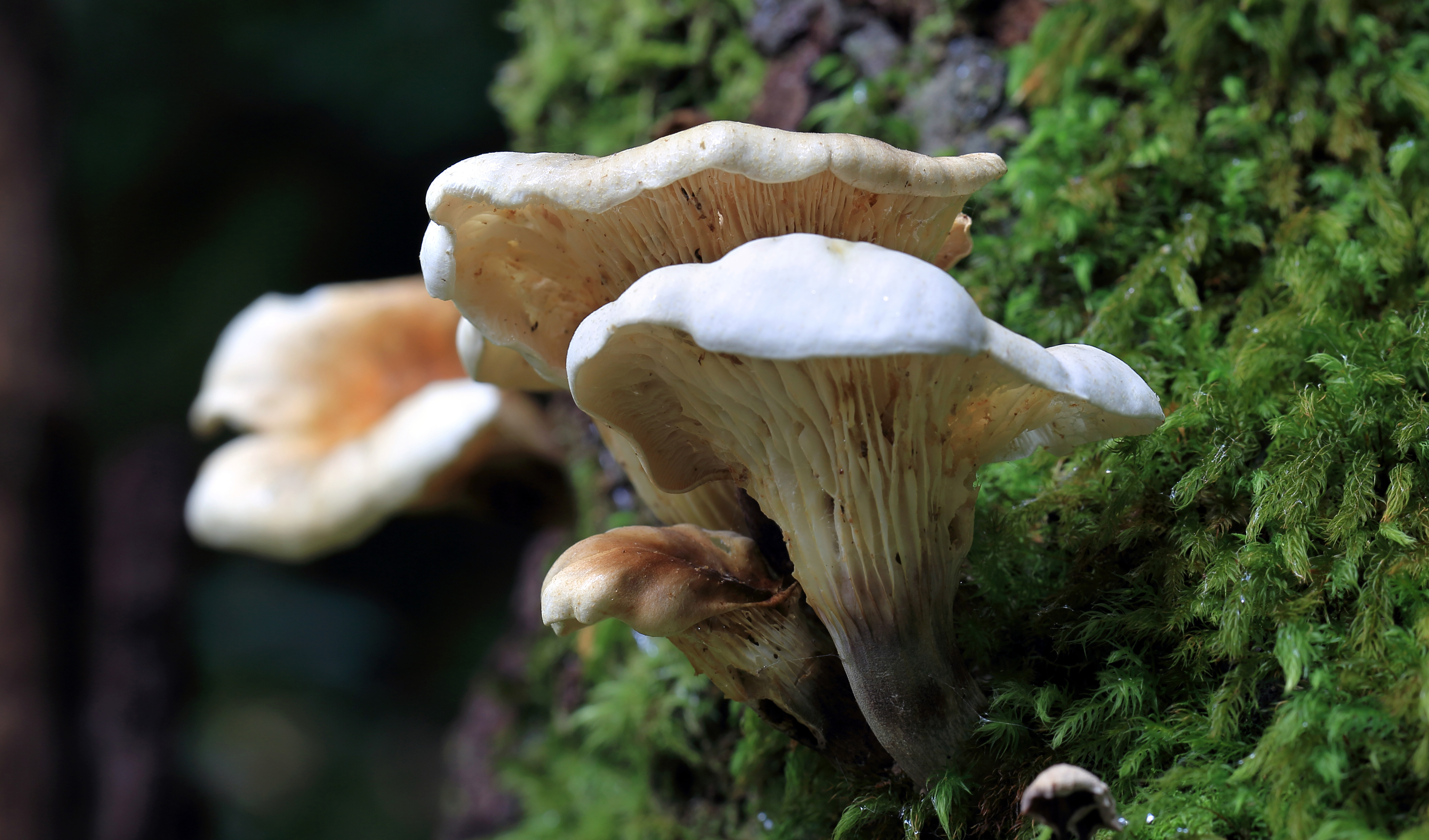 the aboriginal use of fungi australian geographic