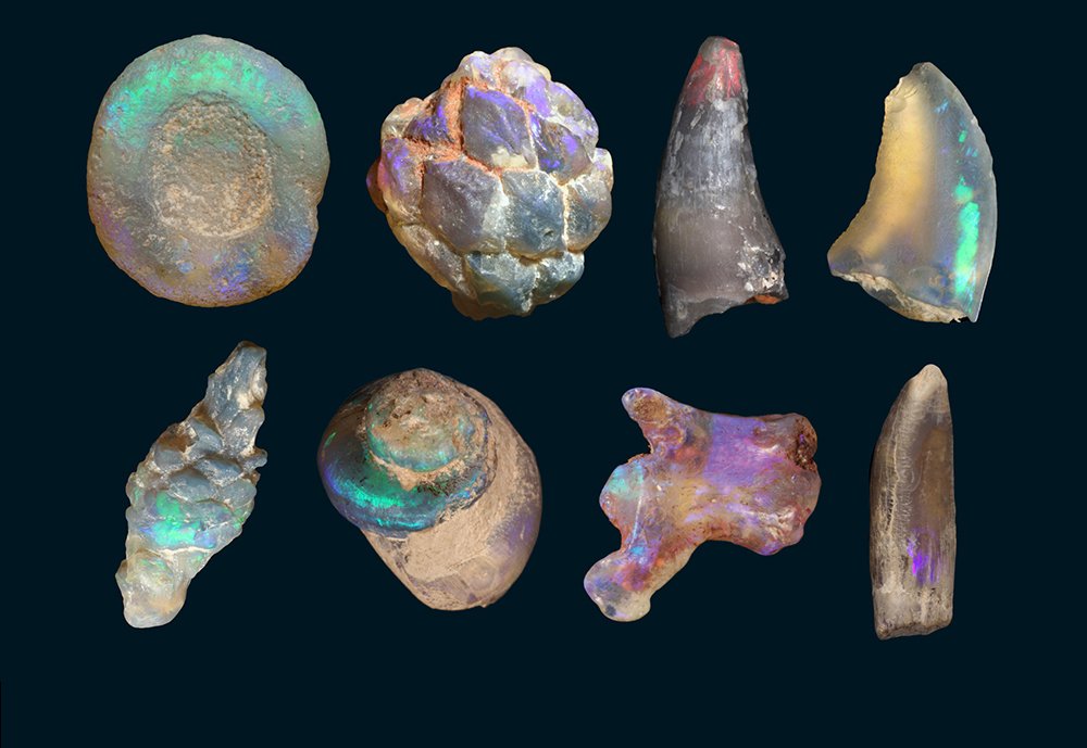 All that glitters: the fossils of Ridge - Australian Geographic