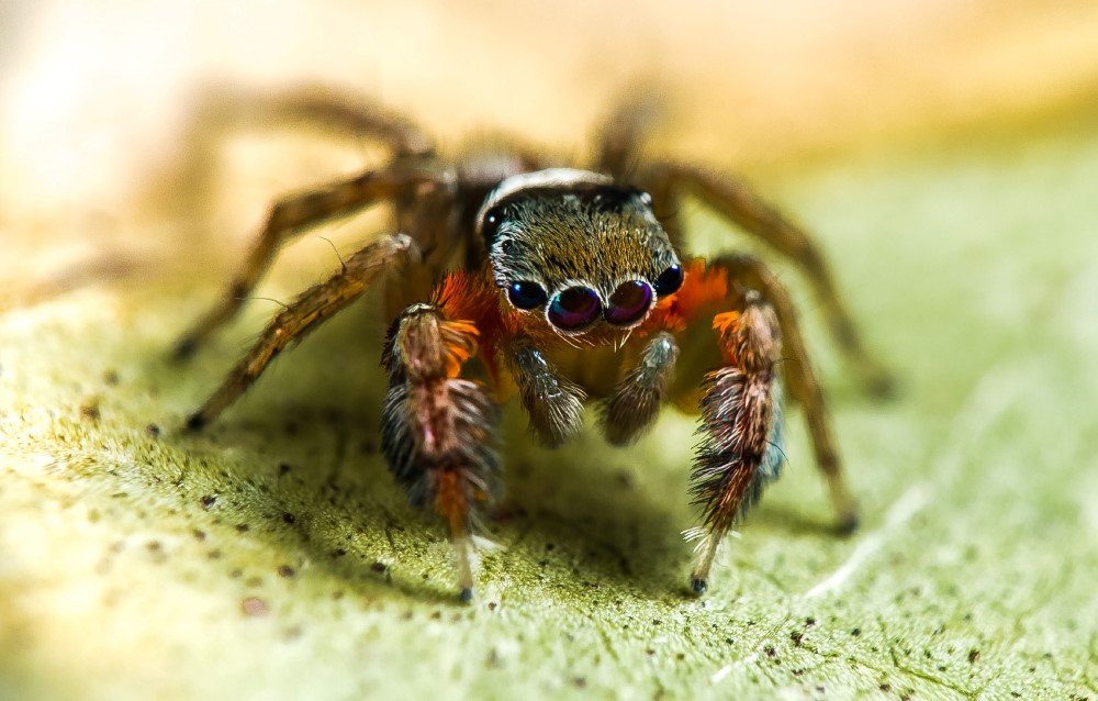 BACKYARD BIODIVERSITY: Jumping Spiders