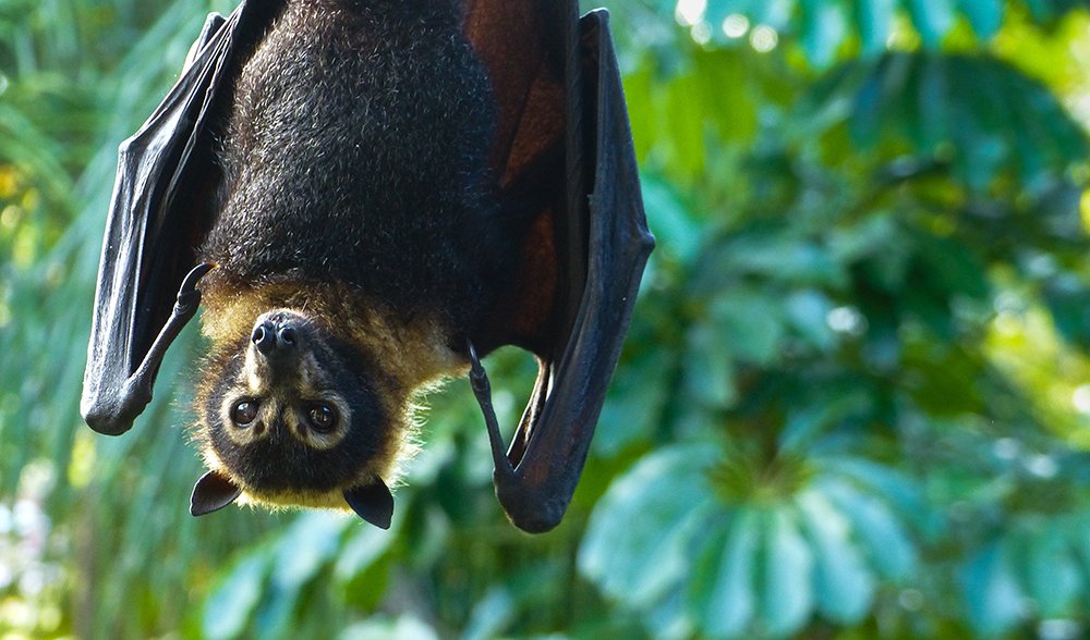 Save the spectacled flying fox Australian Geographic