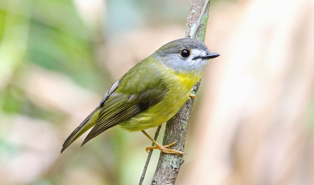 Gallery Bird beauties of SE Queensland Australian Geographic