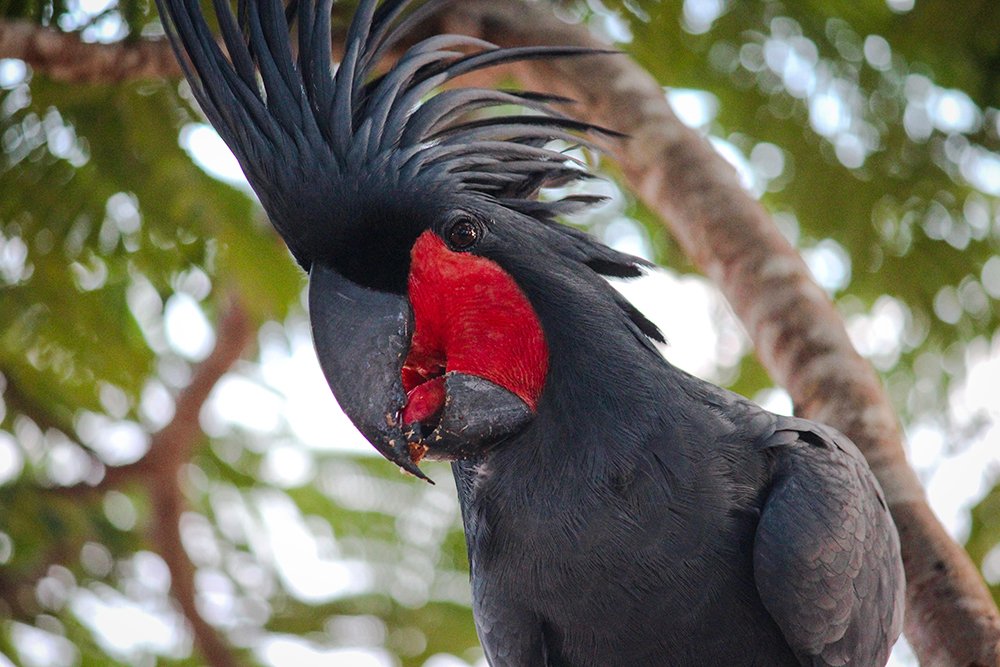 black palm cockatoo price