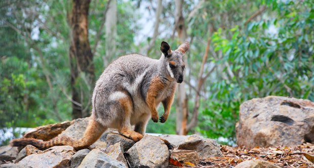 Rock-wallaby rescue