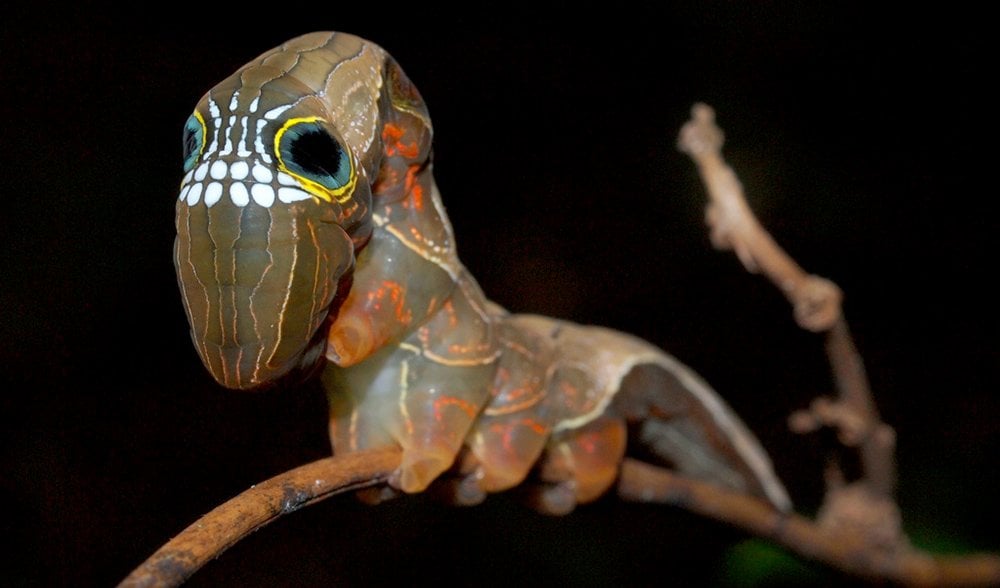 Caterpillar an expert in mimicry - Australian Geographic