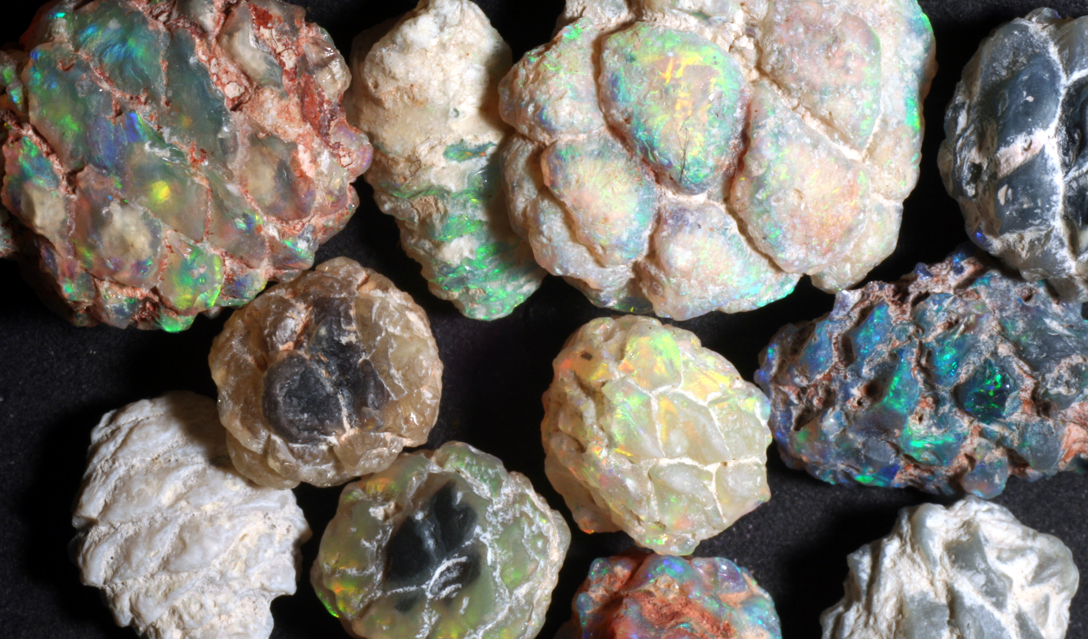 Lightning Ridge opalised fossils Australian Geographic