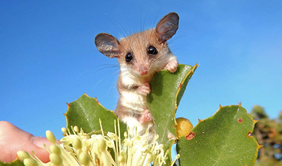 [Imagen: Possuwestern-pygmy-possum-wa-1.jpg]