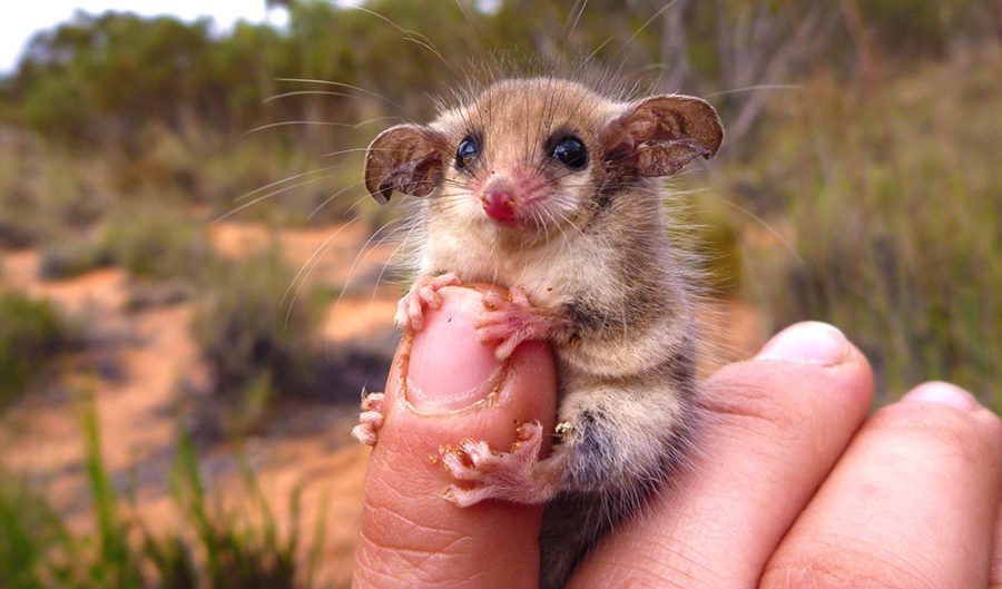 The western pygmy possum is the cutest Australian animal