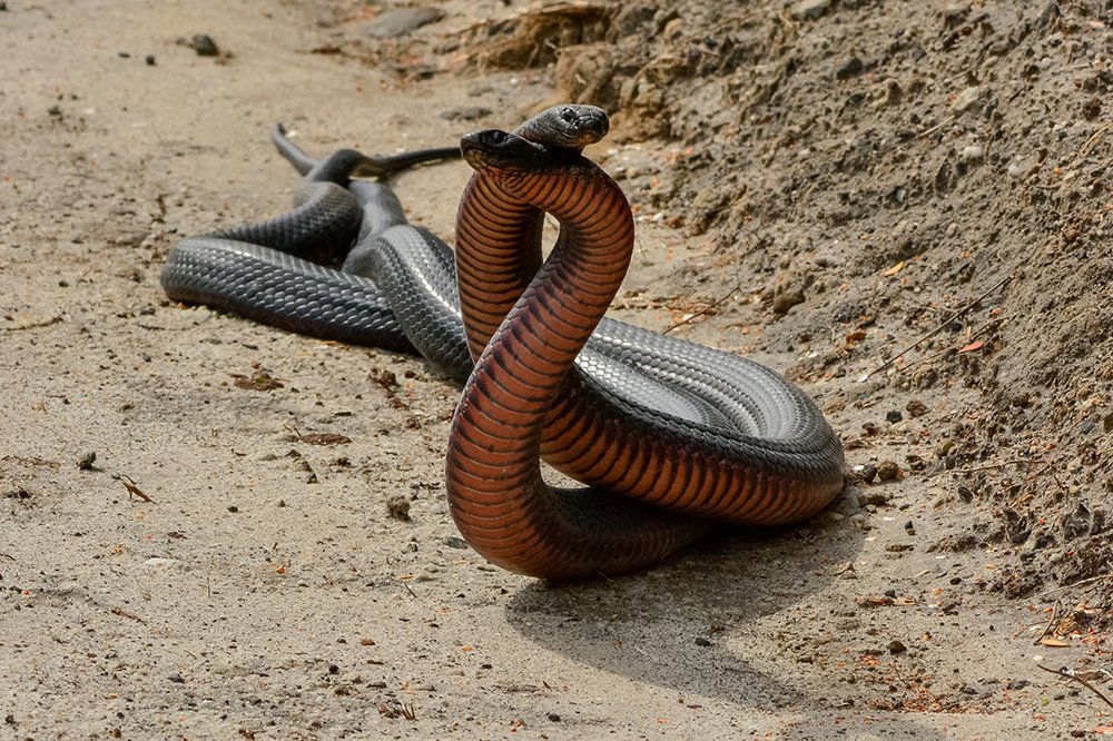 Battling redbellied black snakes Australian Geographic