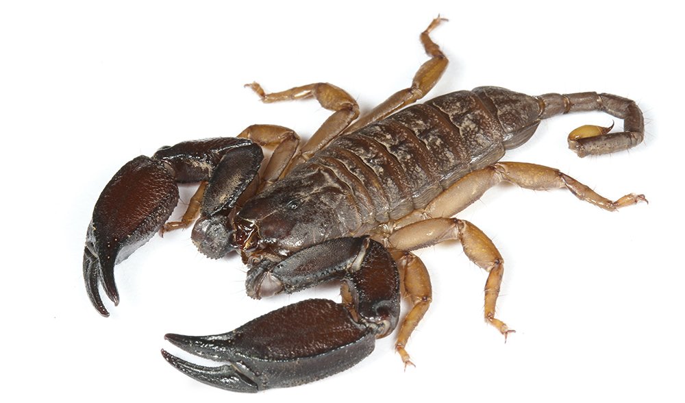 GALLERY: Australian scorpions - Australian