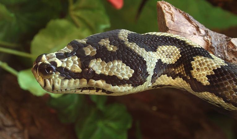 Do Pythons Live in Australia?