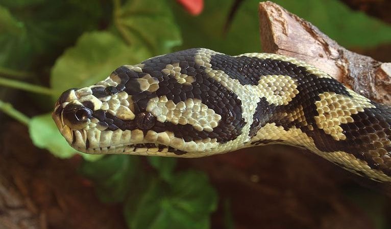 Australia, pythons Australian Geographic