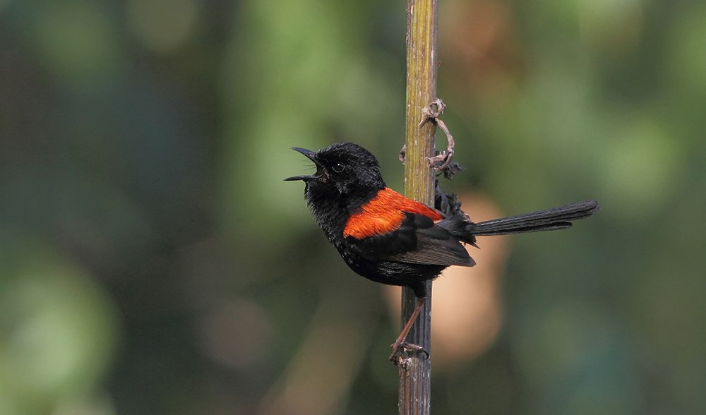 Gallery Bird beauties of SE Queensland Australian Geographic
