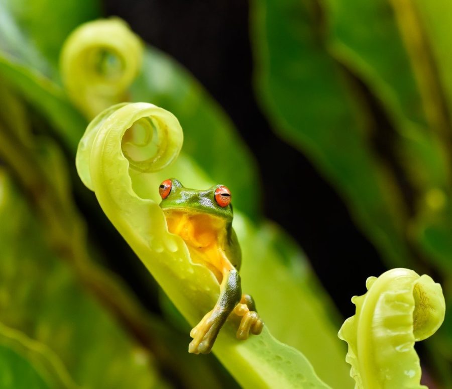 red-eyed tree frog Archives - Australian Geographic